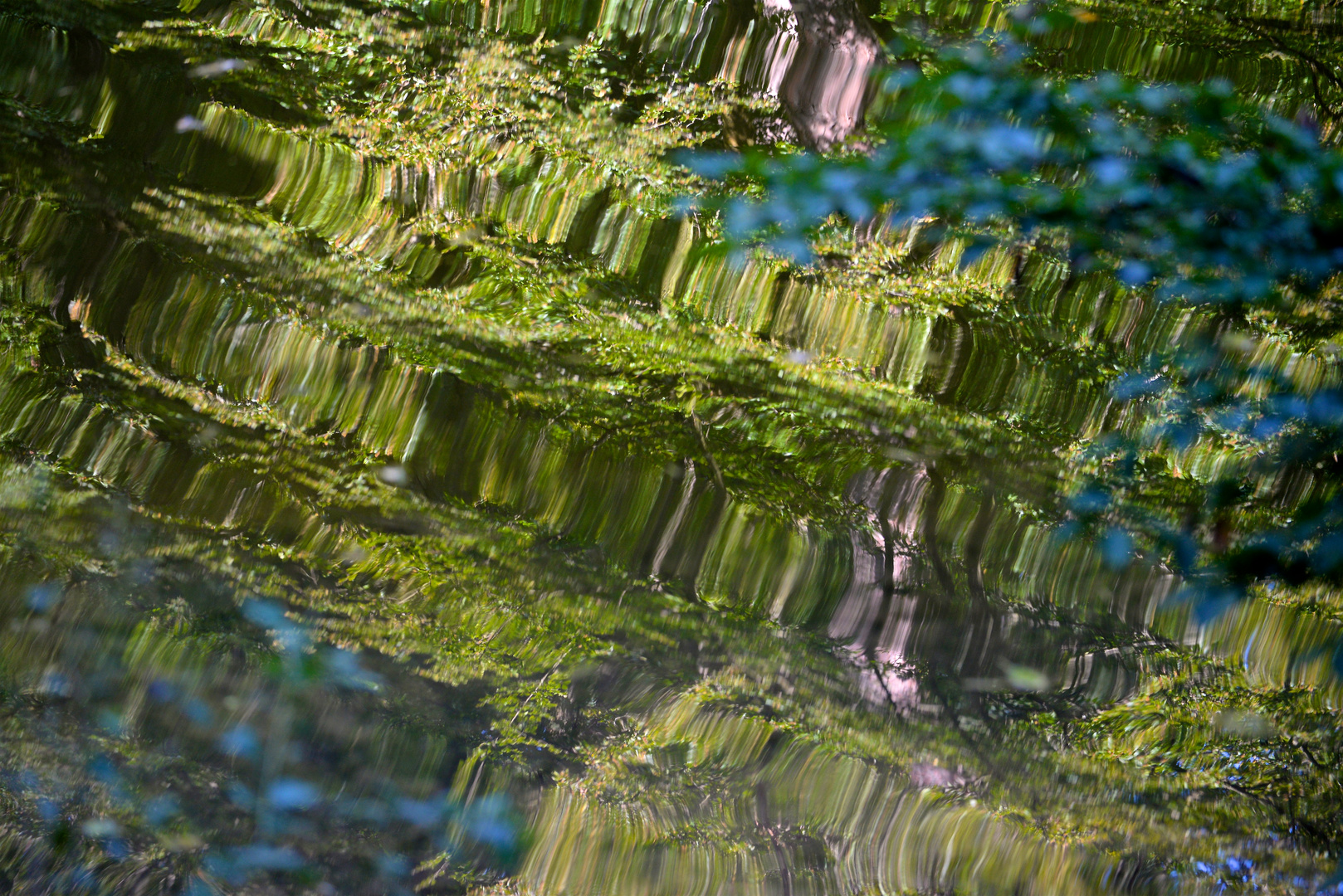 der Wald im see...vom winde verweht...