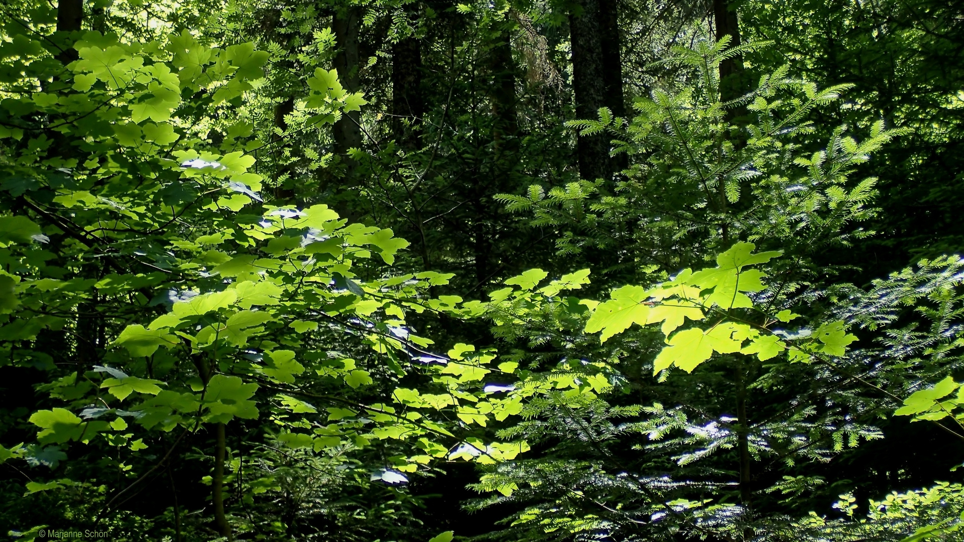 Der Wald im Sonnenschein...