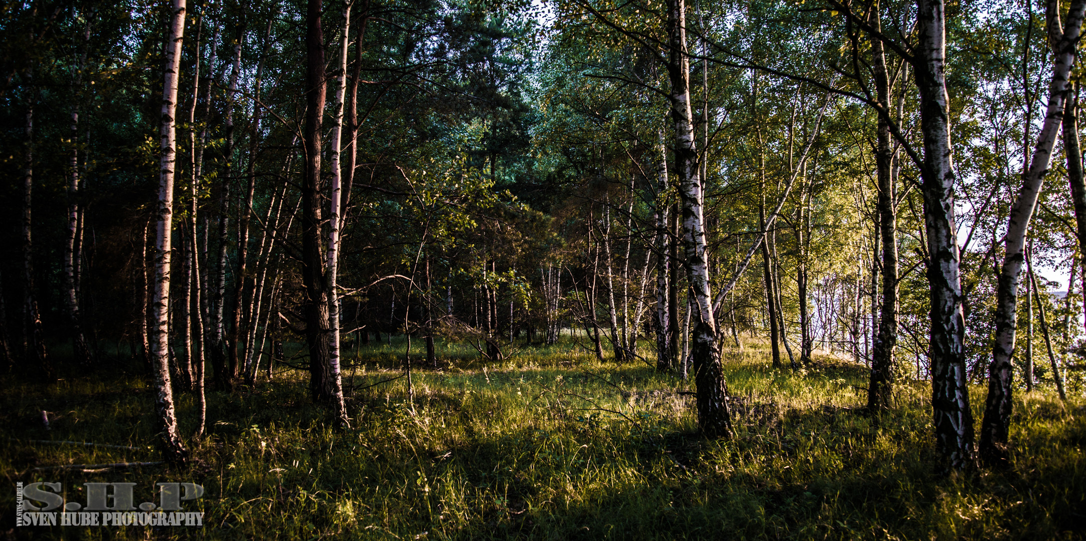 Der Wald im Sonnenuntergang