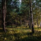 Der Wald im Sonnenuntergang