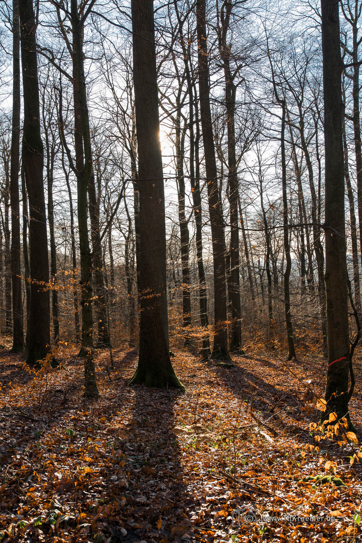 Der Wald im Spessart D75_4082