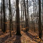 Der Wald im Spessart D75_4082