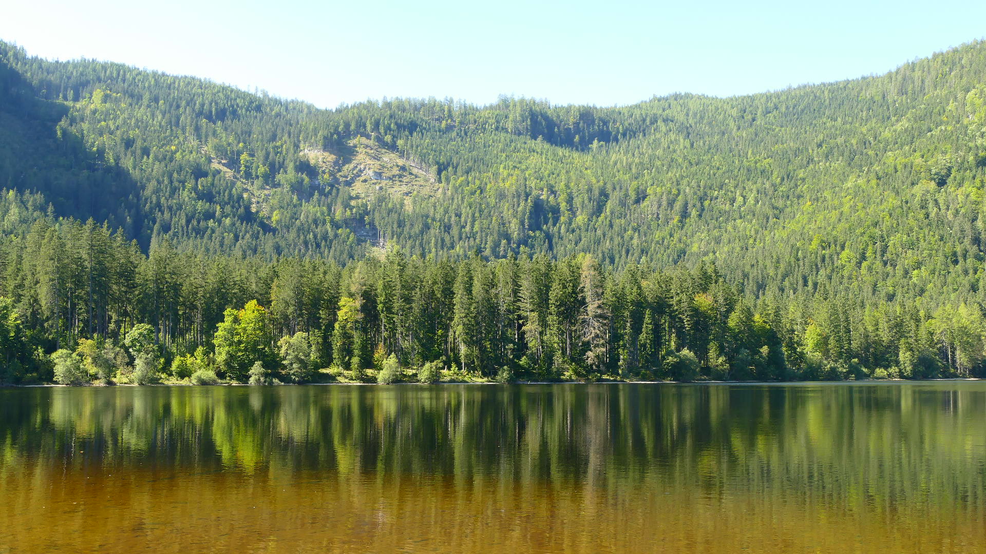 Der Wald im Spiegel