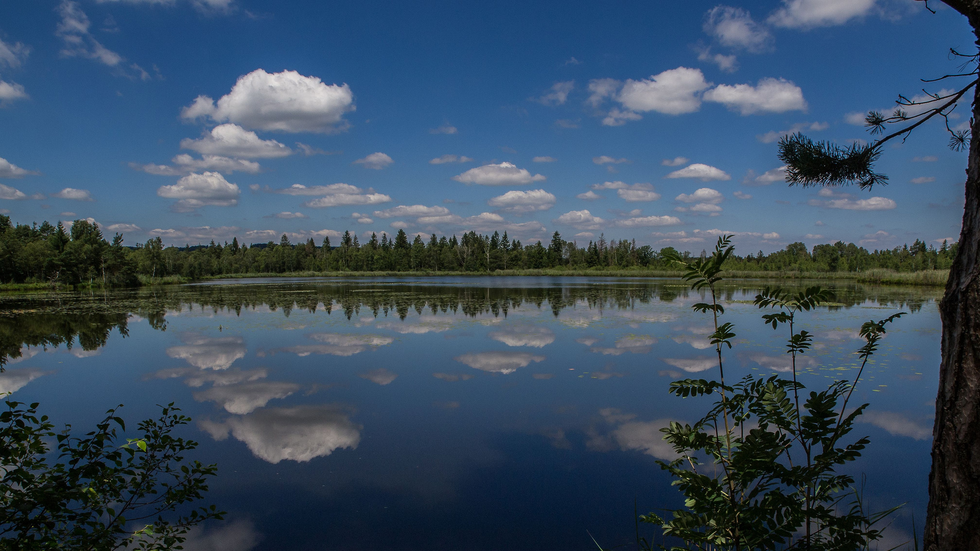 Der Wald im Spiegelsee