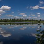 Der Wald im Spiegelsee