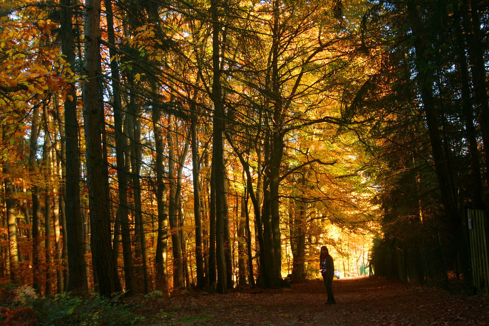 Der Wald im Taunus - Herbst 2011