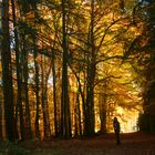 Der Wald im Taunus - Herbst 2011