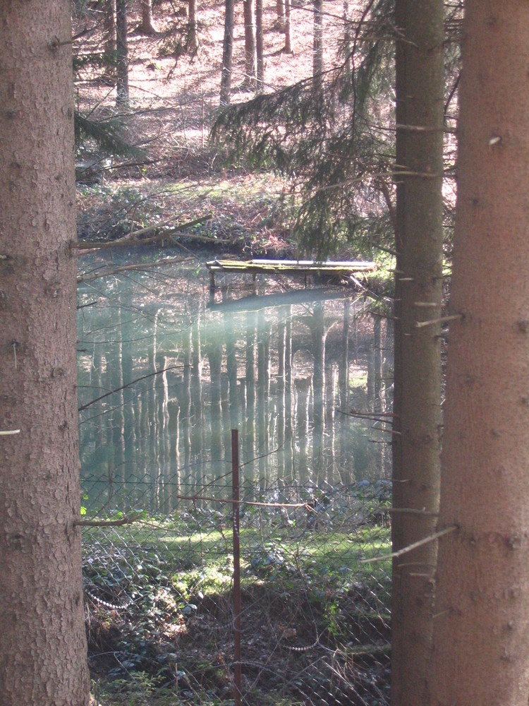 Der Wald im Teich