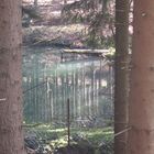 Der Wald im Teich