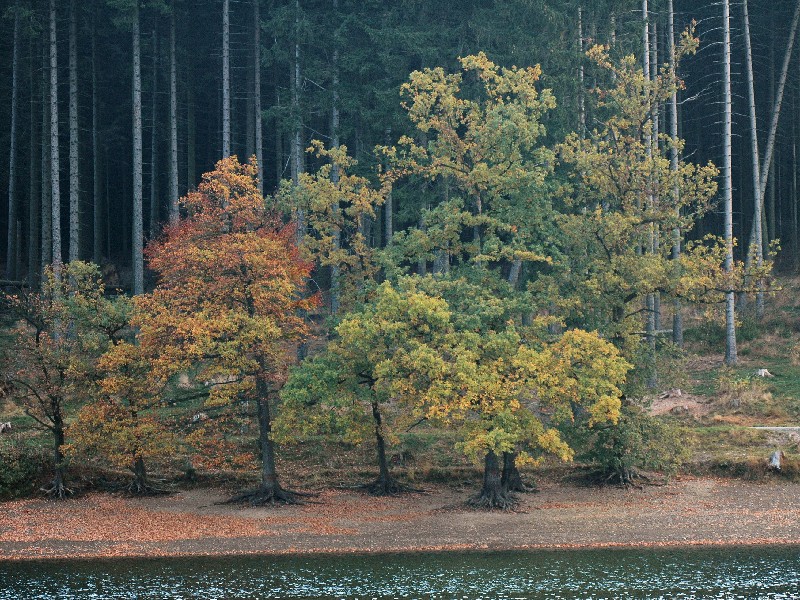 der Wald im Wald