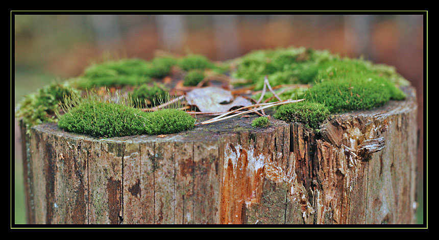 Der Wald im Wald