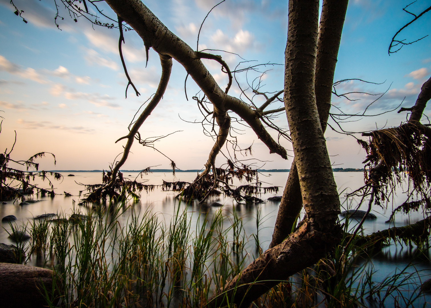 Der Wald im Wasser.