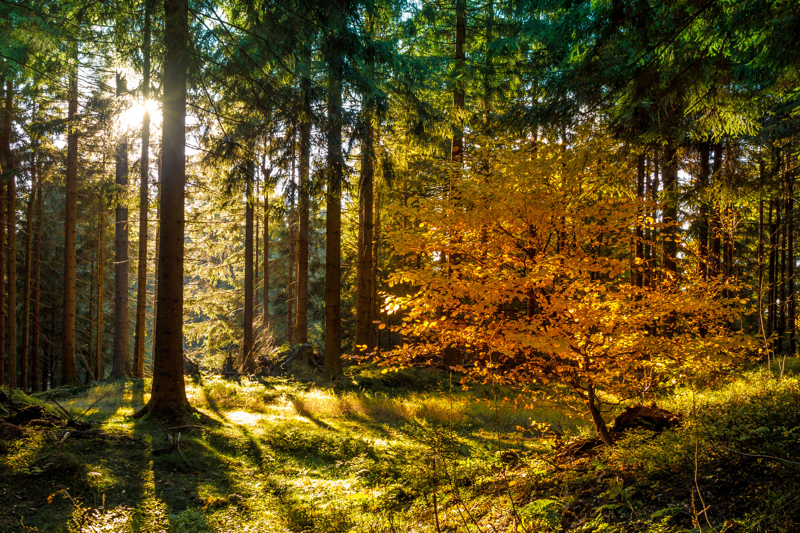 Der Wald in Höchstform