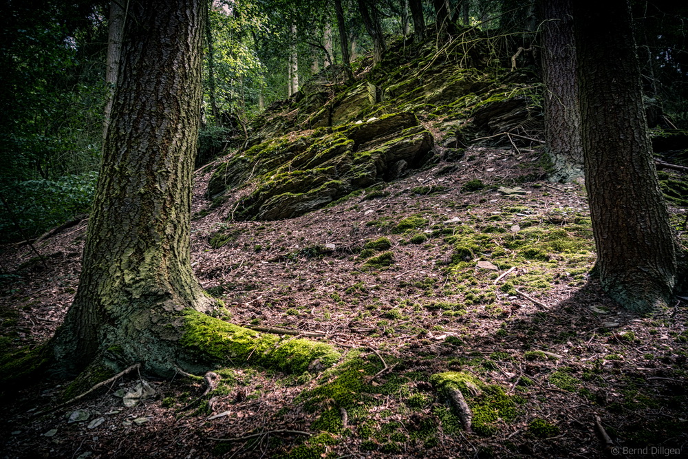 Der Wald in Nassau....