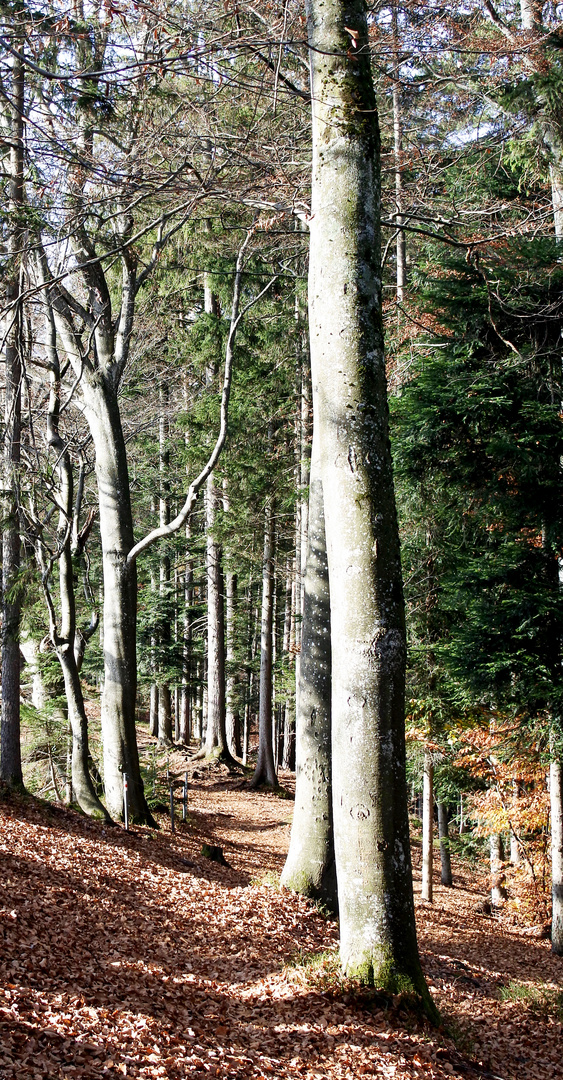 Der Wald ist eine Kathedrale mit vielen Säulen