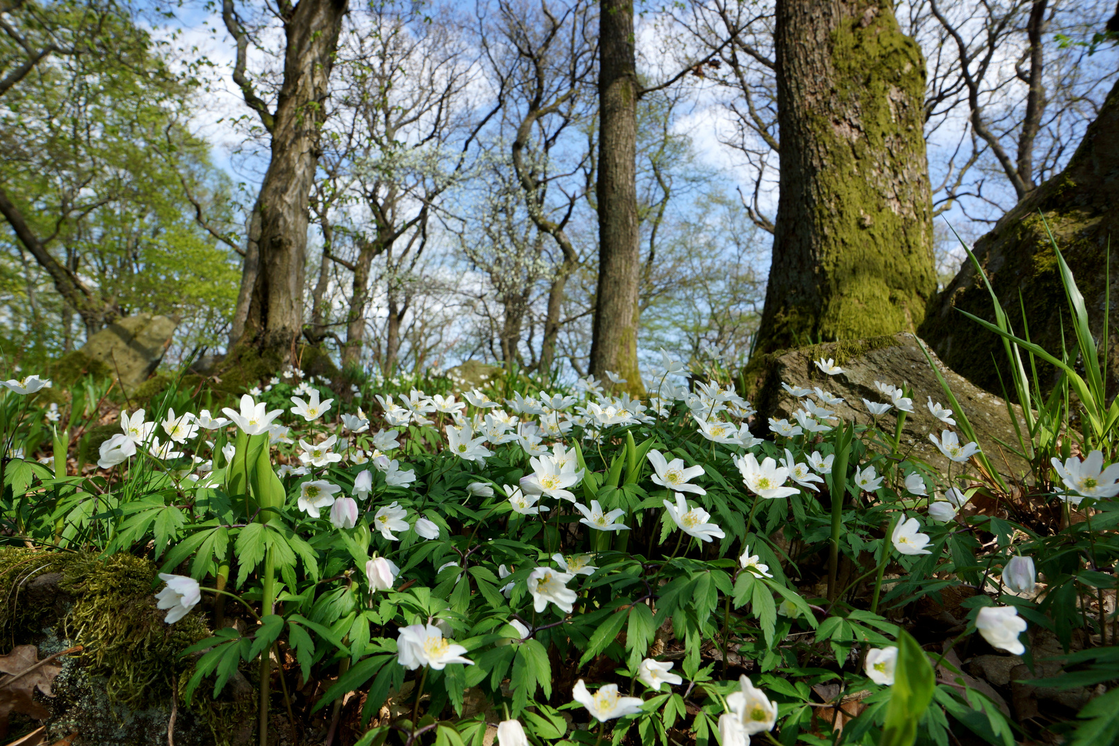 Der Wald ist erwacht.