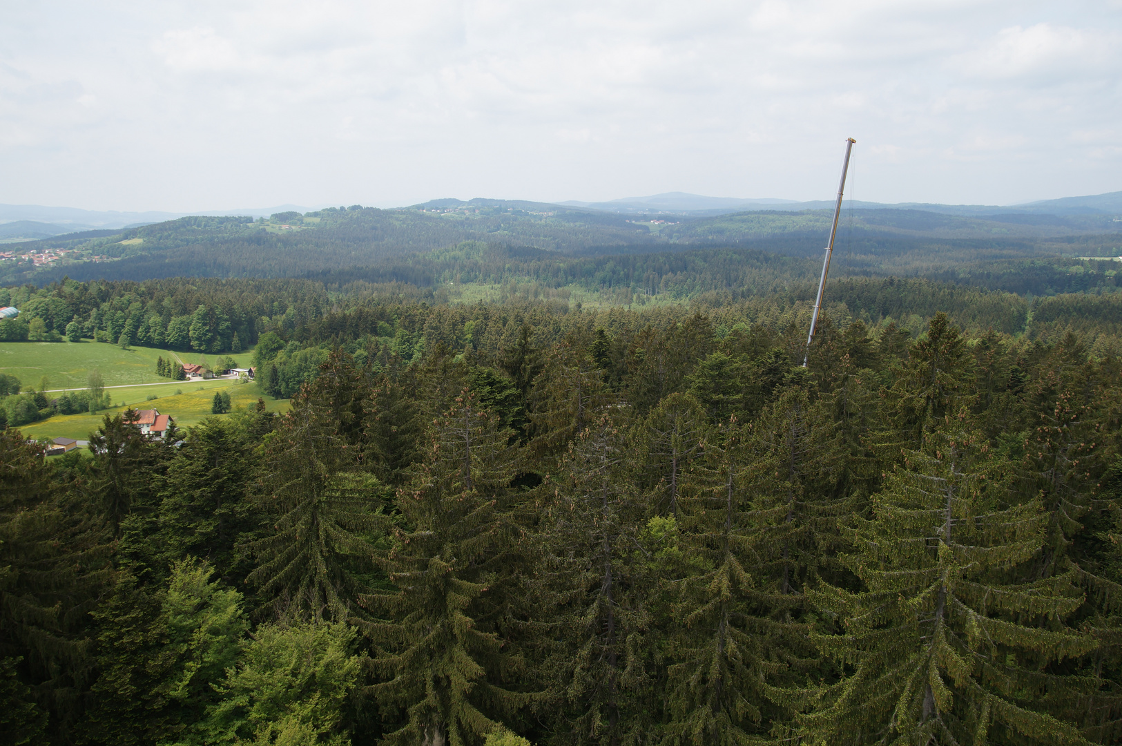 Der Wald ist fertig. Der Letzte Stamm hängt am Haken