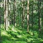 der Wald ist grün und nah