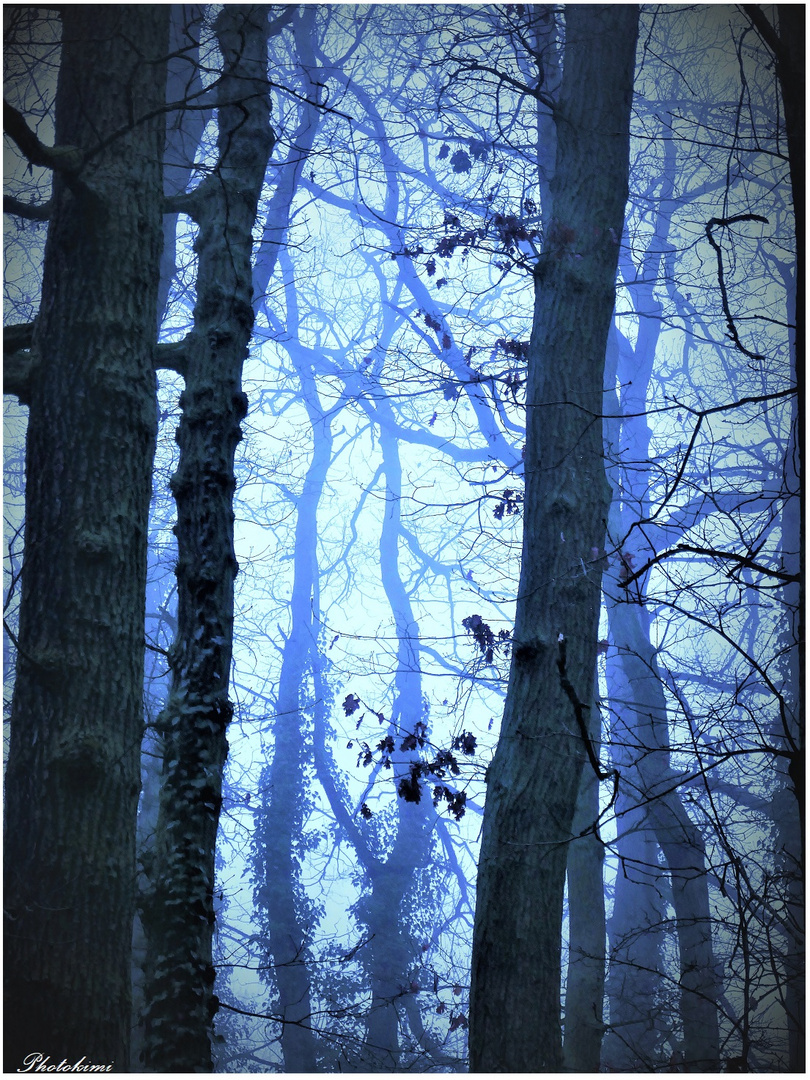 Der Wald ist in dünnen Nebel gehüllt