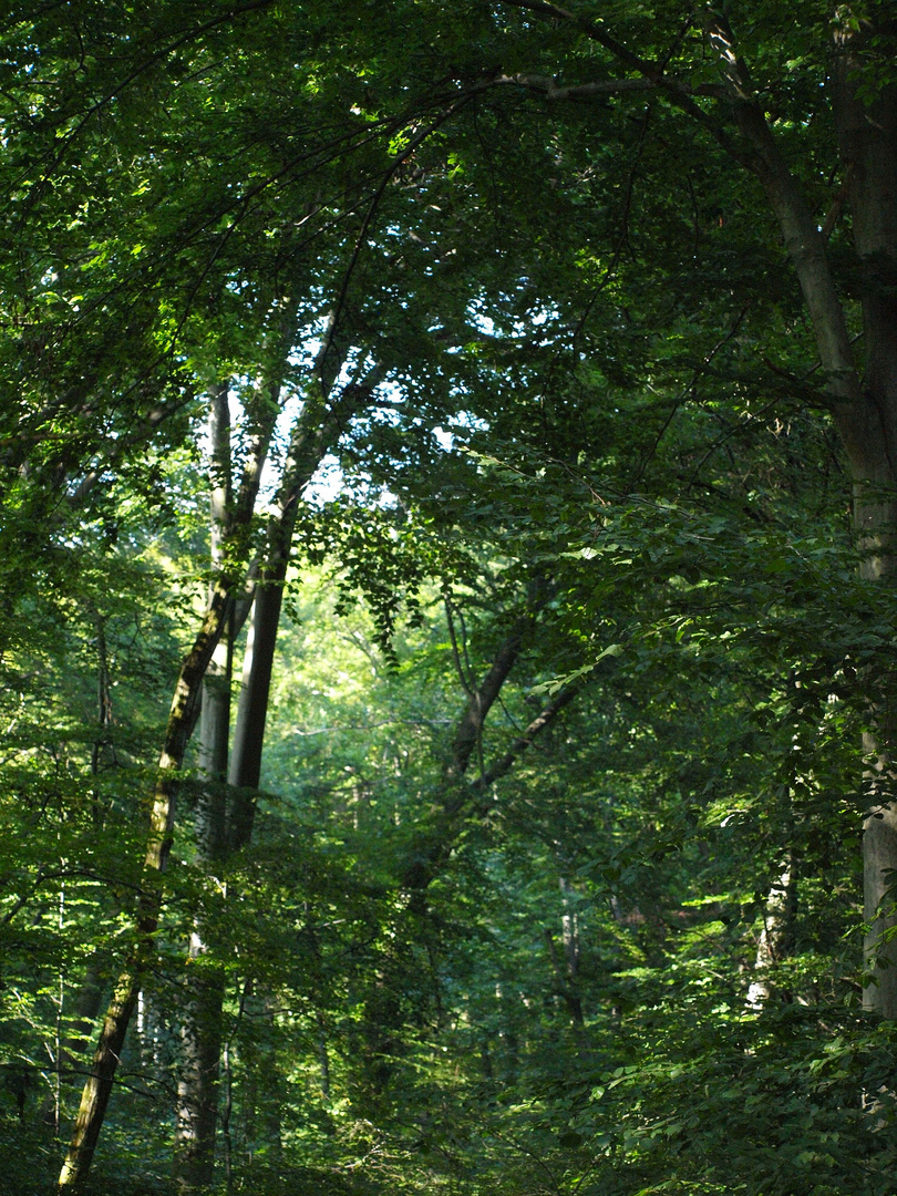 Der Wald ist meine Kirche -The forest is my holy ground