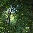 Der Wald ist meine Kirche -The forest is my holy ground