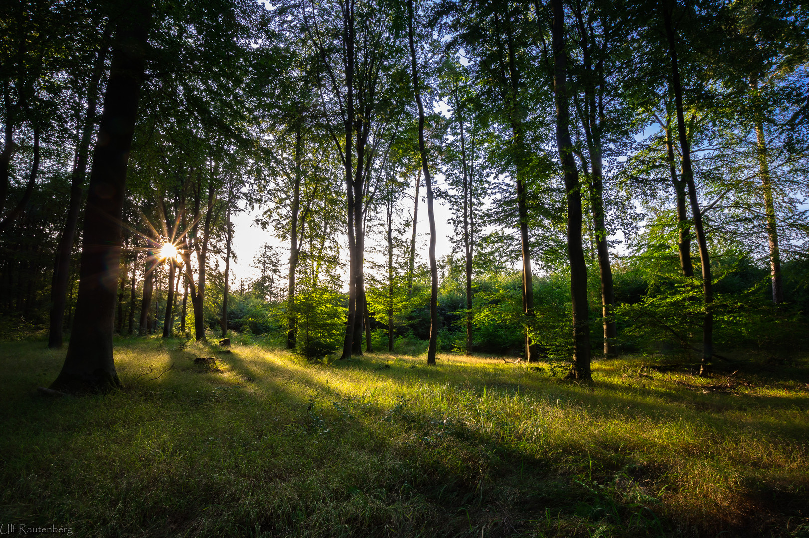 Der Wald ist mir genug!