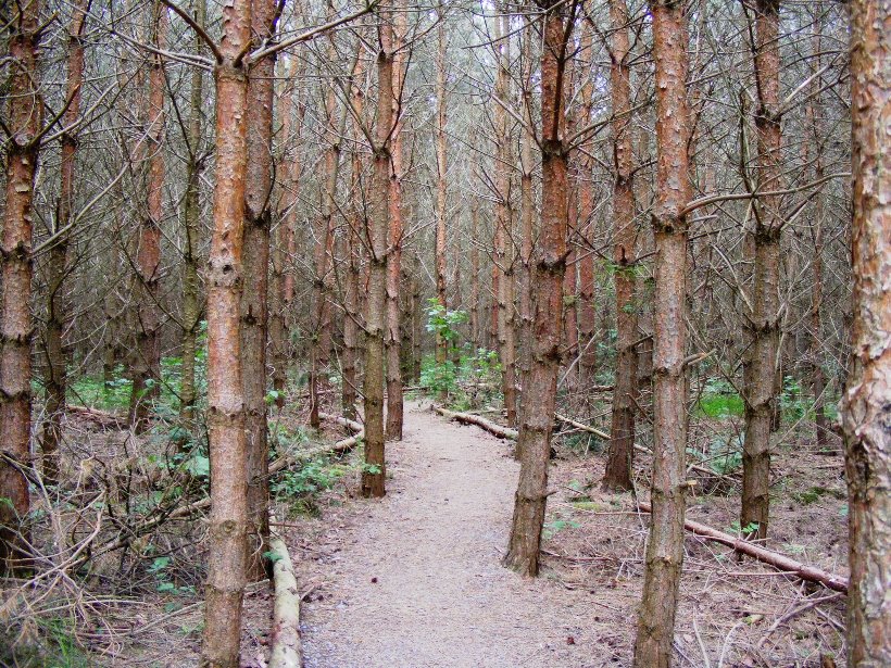 Der Wald ist tot.