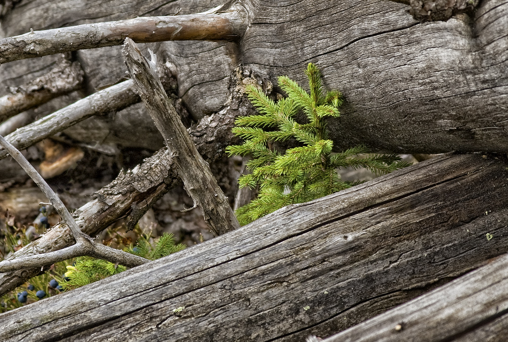 "Der Wald ist tot - es lebe der Wald"