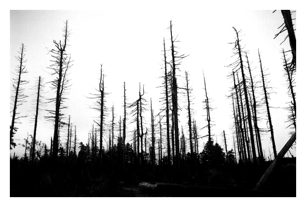 Der Wald ist tot