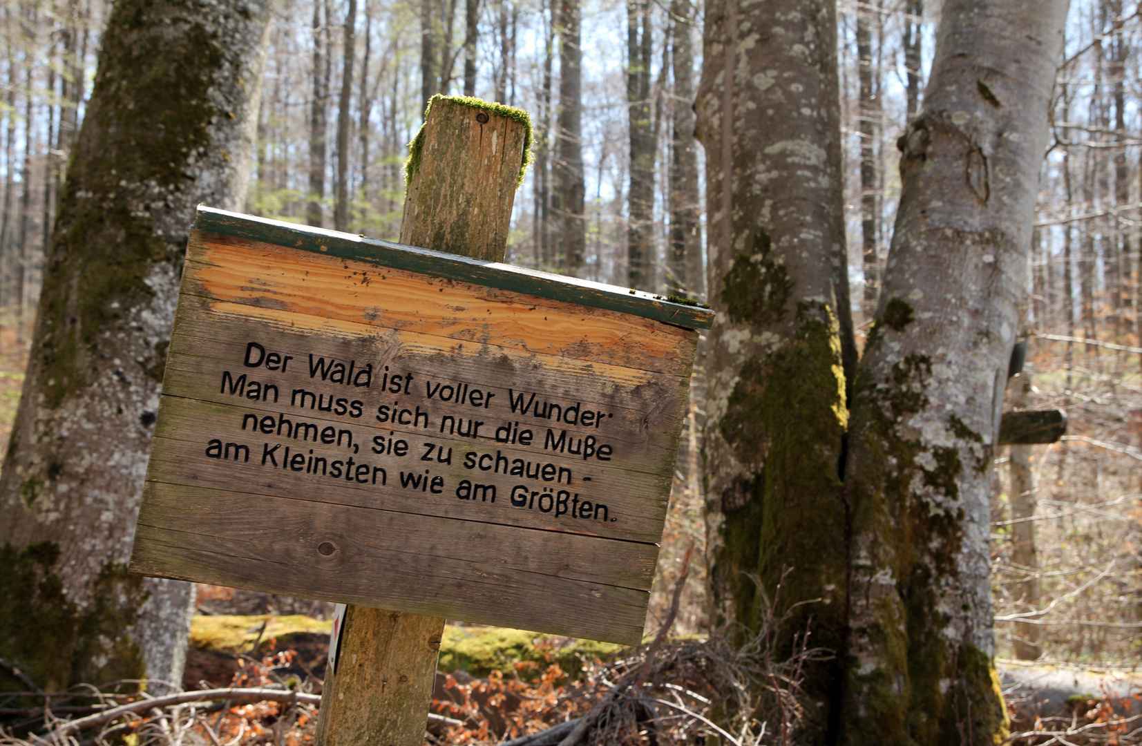 der Wald ist voller Wunder....