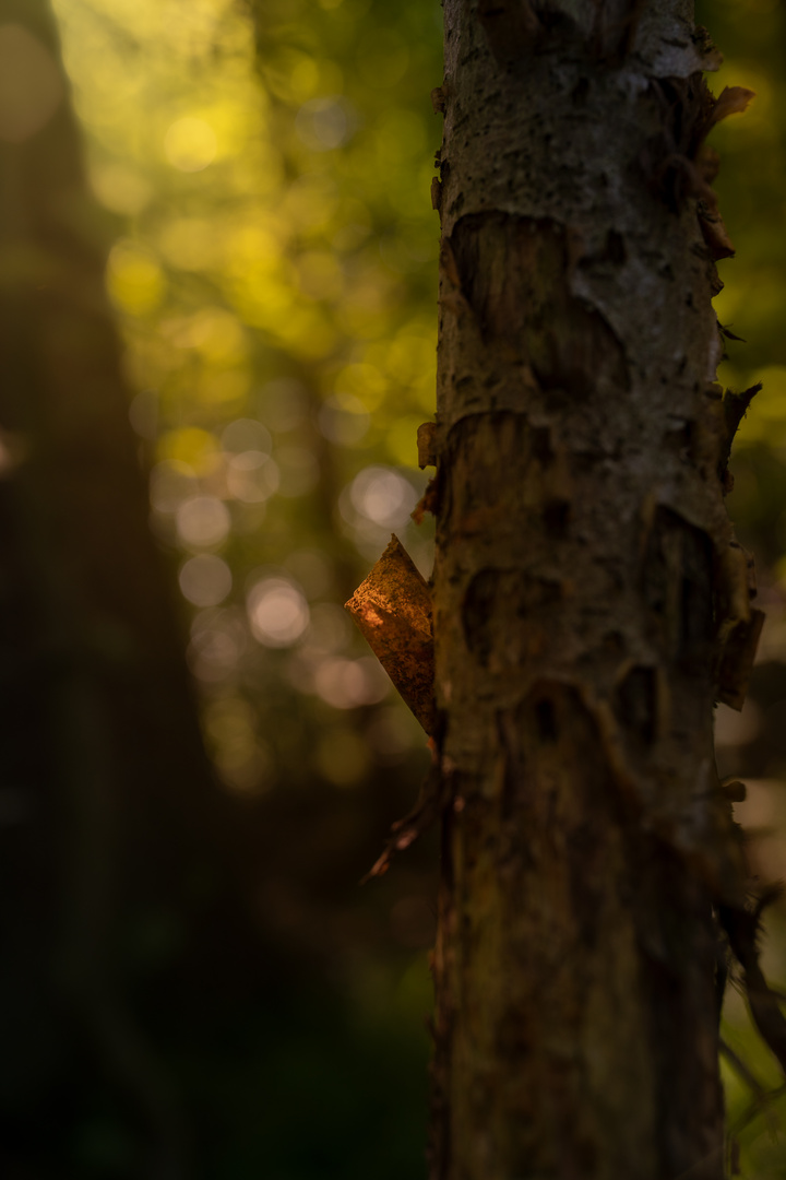 Der Wald kann so schön sein.........