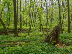 Der Wald kann zaubern...