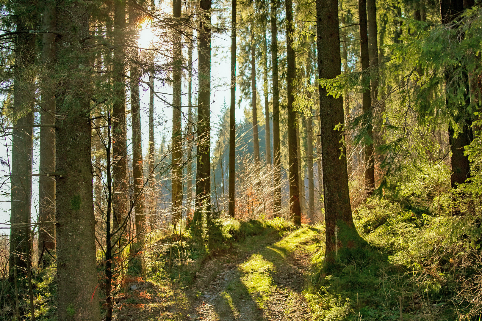 der Wald leuchtet Foto & Bild | landschaft, wald, natur Bilder auf ...