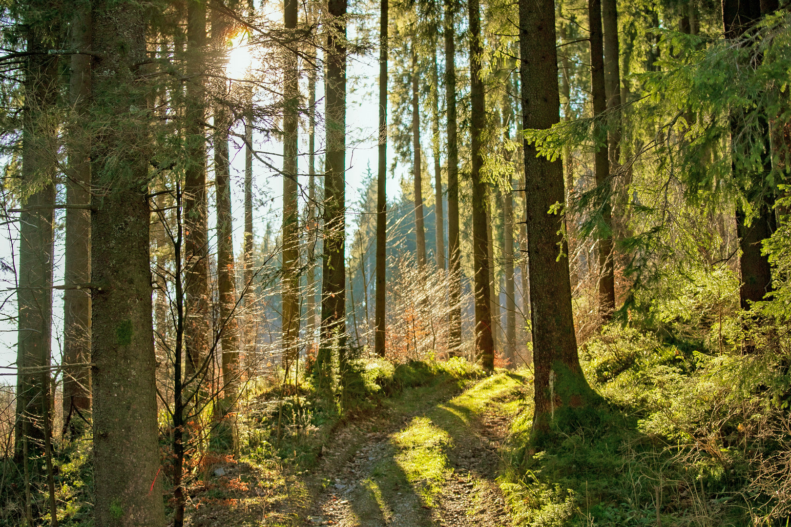 der Wald leuchtet