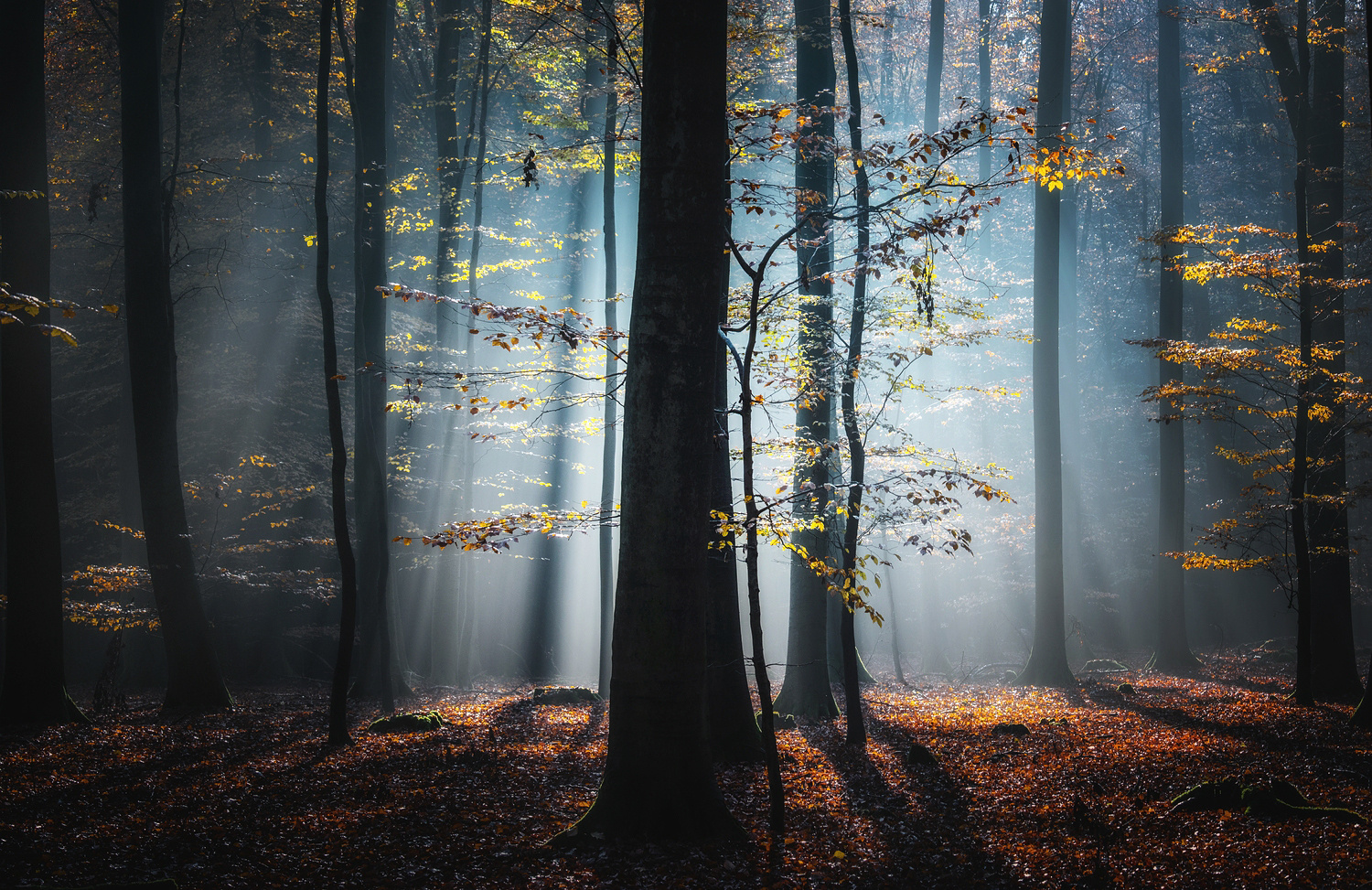 Der Wald leuchtet!