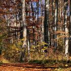 Der Wald lichtet sich