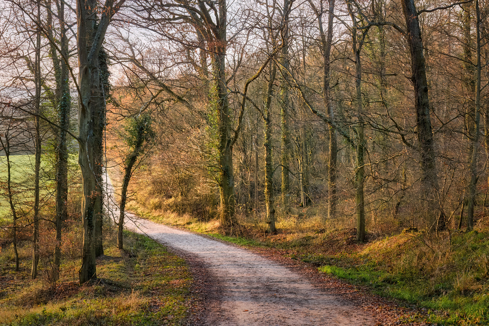 Der Wald lichtet sich