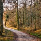 Der Wald lichtet sich