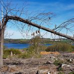 Der Wald liegt brach