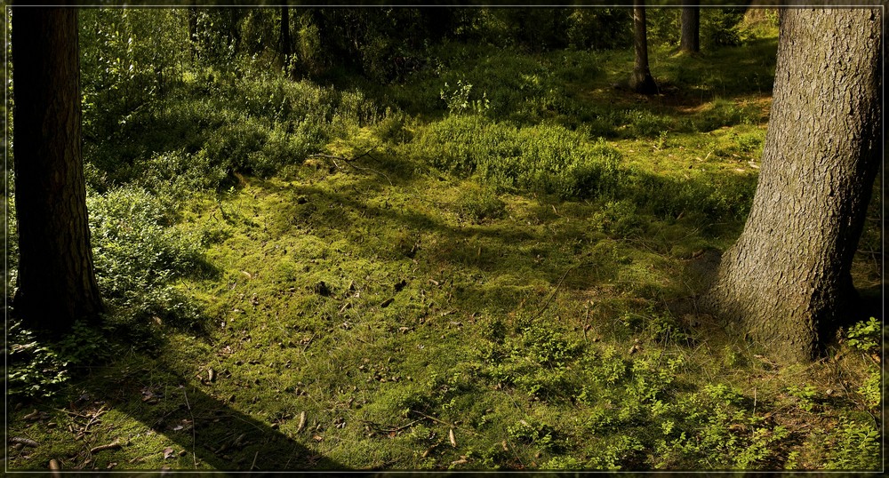 Der Wald liegt euch zu Füßen