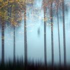 der Wald muß wieder bunter werden