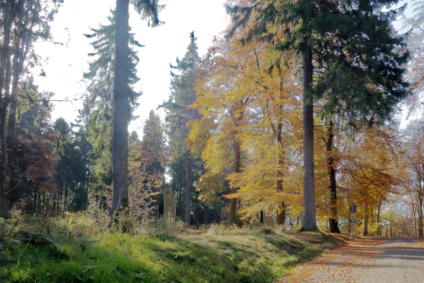 Der Wald nimmt die richtigen Farben an