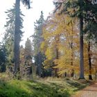 Der Wald nimmt die richtigen Farben an