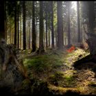 Der Wald nimmt und der Wald gibt