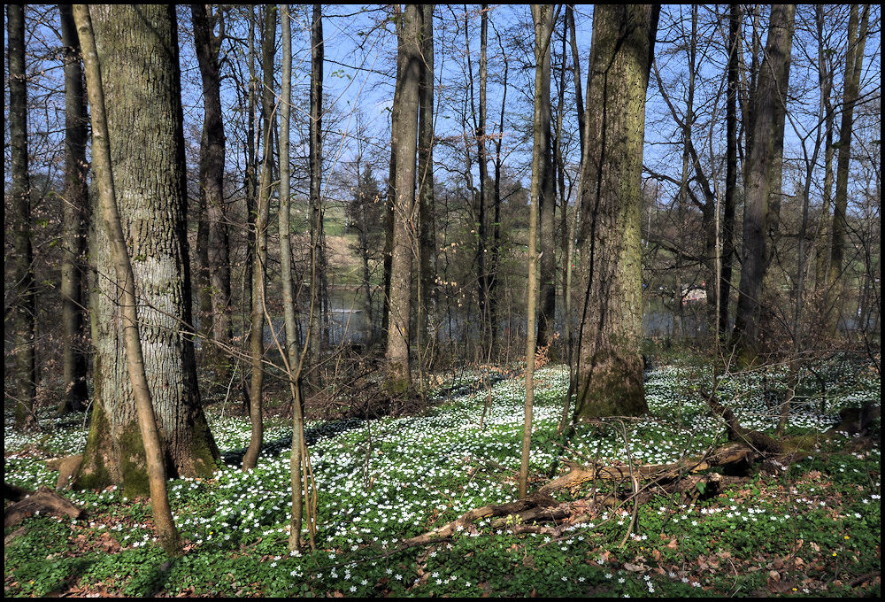 Der Wald Ostern 2009