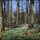 Der Wald Ostern 2009