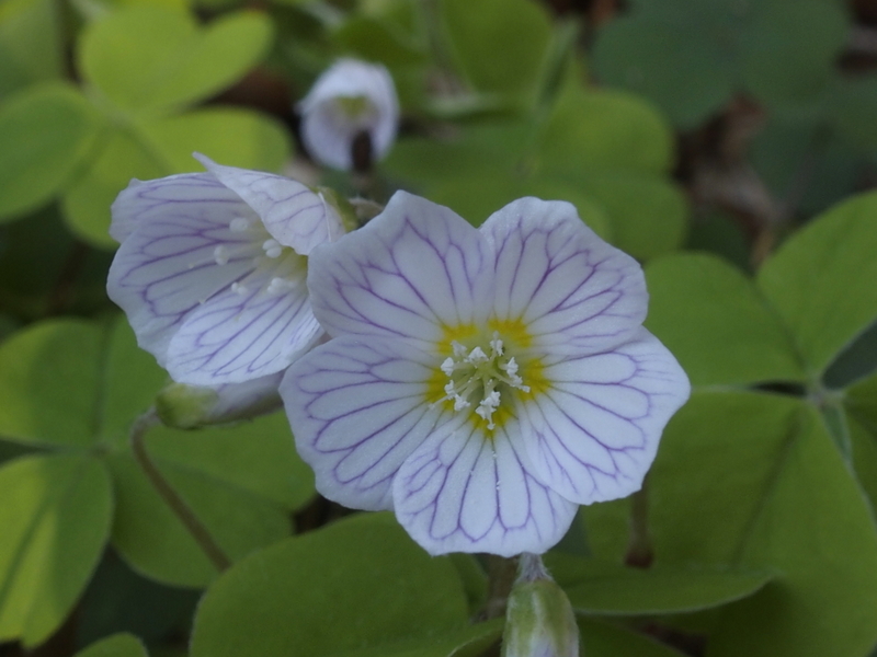 Der Wald-Sauerklee in Blüte 'Oxalis acetosella'