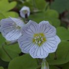 Der Wald-Sauerklee in Blüte 'Oxalis acetosella'