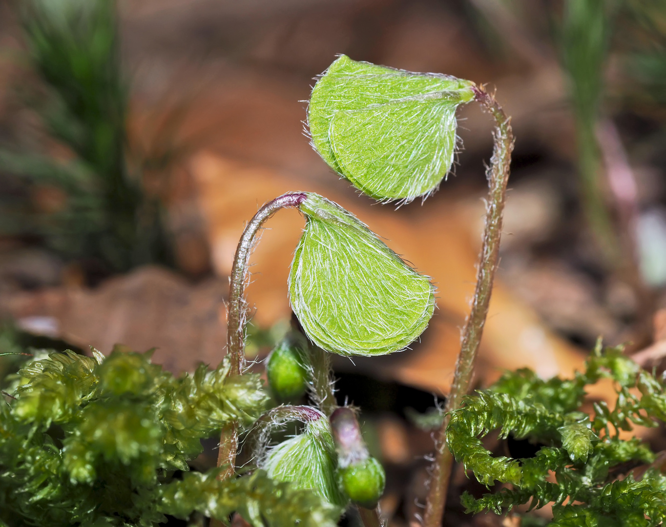 Der Wald-Sauerklee (Oxalis acetosella) erwacht zum Leben. - La petite oseille se réveille.