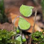 Der Wald-Sauerklee (Oxalis acetosella) erwacht zum Leben. - La petite oseille se réveille.